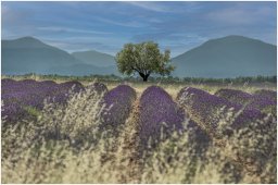 nury marc_plateau de valensole 62